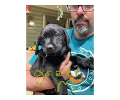 Healthy AKC Labrador puppies for sale - 2