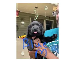 Healthy AKC Labrador puppies for sale - 3