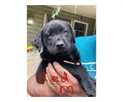 Healthy AKC Labrador puppies for sale - 4