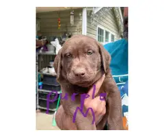 Healthy AKC Labrador puppies for sale - 5