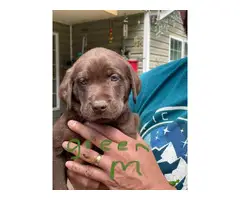 Healthy AKC Labrador puppies for sale - 6
