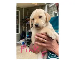 Healthy AKC Labrador puppies for sale - 8