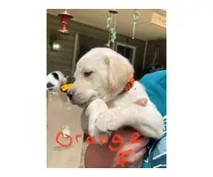 Healthy AKC Labrador puppies for sale - 9