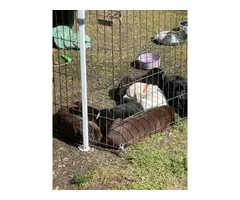 Healthy AKC Labrador puppies for sale - 10