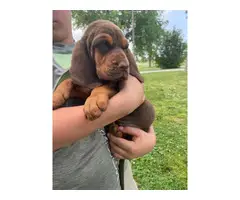 AKC bloodhound pups for sale