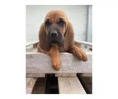 AKC bloodhound pups for sale - 3