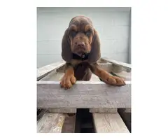 AKC bloodhound pups for sale - 6