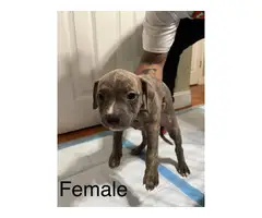 2 months old pit bull puppies - 4