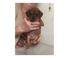 Adorable Chiweenie puppies