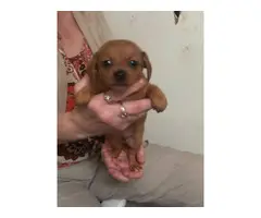 Adorable Chiweenie puppies - 3