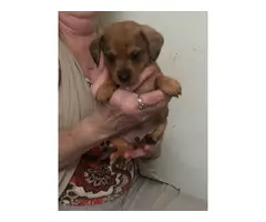 Adorable Chiweenie puppies - 12