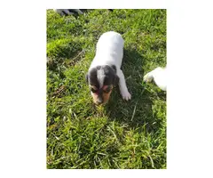 5 Rat Terrier puppies for adoption - 2