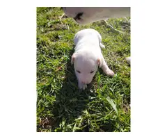 5 Rat Terrier puppies for adoption - 6