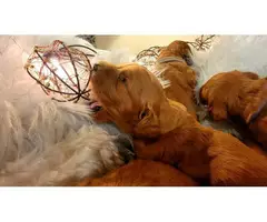 Beautiful golden doodle F1 puppies - 10