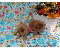 2 Pomeranians for sale