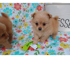 2 Pomeranians for sale