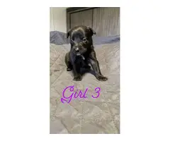 German pit puppies for sale - 2