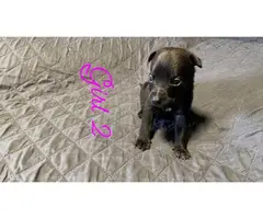 German pit puppies for sale - 4