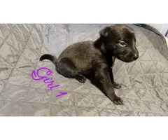 German pit puppies for sale - 6
