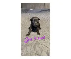 German pit puppies for sale - 8