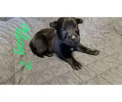 German pit puppies for sale - 10