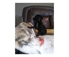 AKC registered german shorthaired pointer puppies - 5