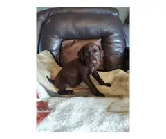 AKC registered german shorthaired pointer puppies - 6