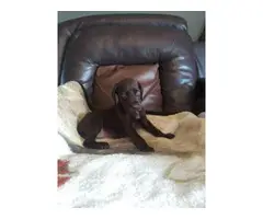 AKC registered german shorthaired pointer puppies - 7