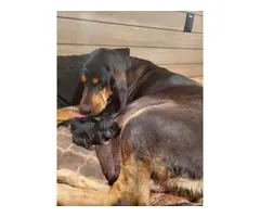 Bloodhound puppies for sale - 2