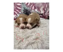 5 Chihuahua puppies looking forever homes - 2