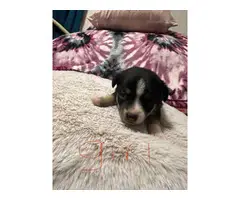 5 Chihuahua puppies looking forever homes - 4