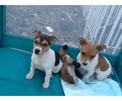 Rat terrier puppies small babies
