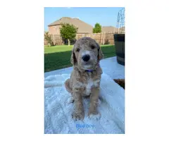 3 Standard Poodle Puppies Available