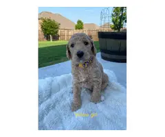 3 Standard Poodle Puppies Available - 2