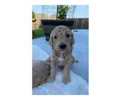 3 Standard Poodle Puppies Available - 3