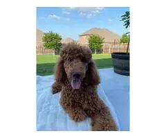 3 Standard Poodle Puppies Available - 4