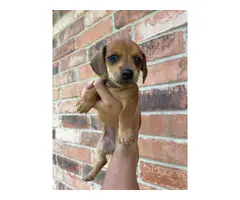 4 male and 1 female Dachshund Puppies - 3