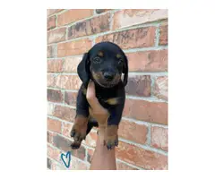 4 male and 1 female Dachshund Puppies - 5