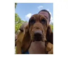 Three AKC registered Bloodhound puppies for sale