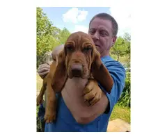 Three AKC registered Bloodhound puppies for sale - 2