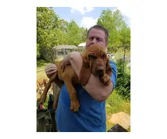 Three AKC registered Bloodhound puppies for sale - 4