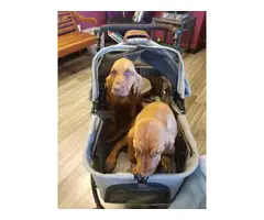 Three AKC registered Bloodhound puppies for sale - 7