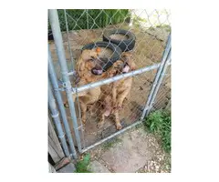Three AKC registered Bloodhound puppies for sale - 8
