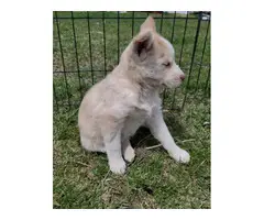 Husky/Shepherd mix puppies - 2