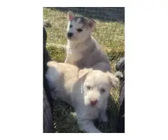 Husky/Shepherd mix puppies - 4