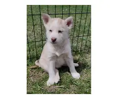 Husky/Shepherd mix puppies - 5