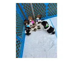 Purebred tri-color jack russell puppies