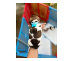 Purebred tri-color jack russell puppies - 2