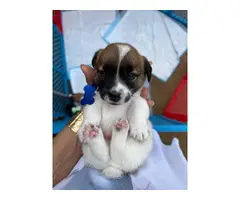 Purebred tri-color jack russell puppies - 4