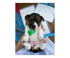 Purebred tri-color jack russell puppies - 6